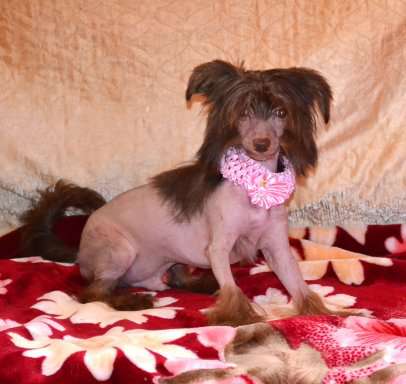 Vzhik Kinder Syurpriz Basta