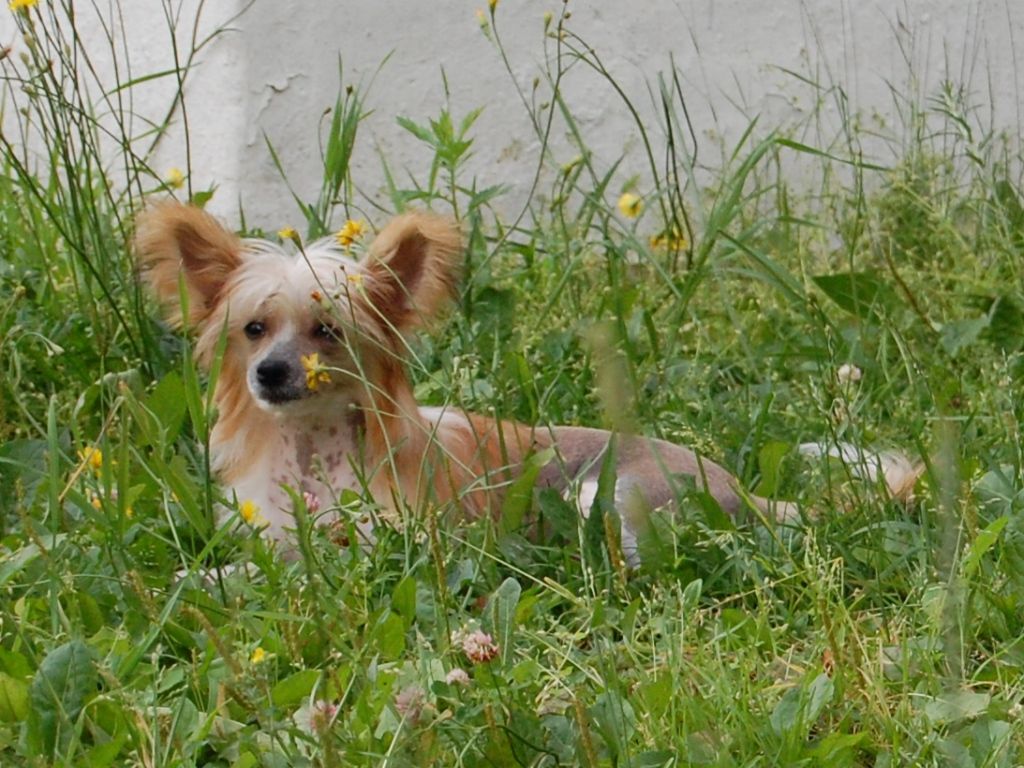 True Magnifisen Fire Fox