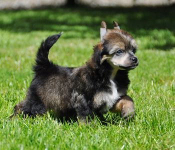 Jodie Foster Little Champs