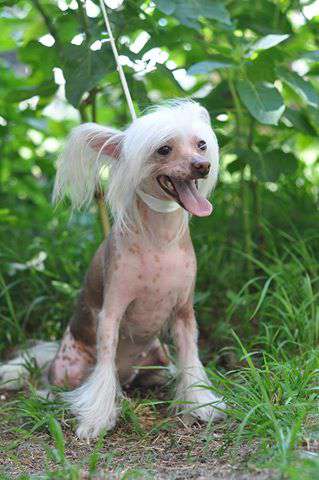 Umnitsa-Krasavitsa iz Ordena Ekate-RIny