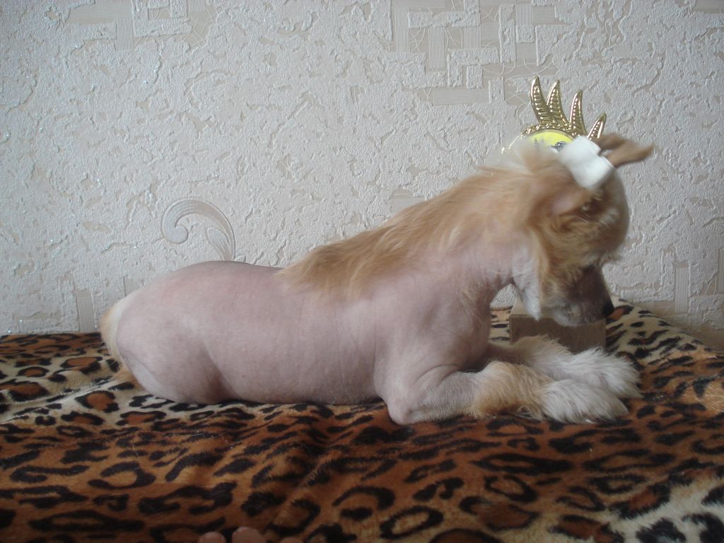 Yaneta Yantarnaya Kapelka