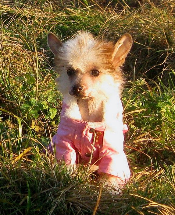 Angel O' Check Vanessa.