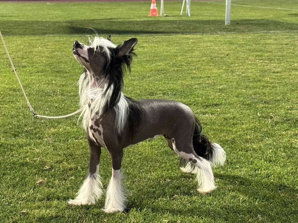 Black Pearl De Sothis