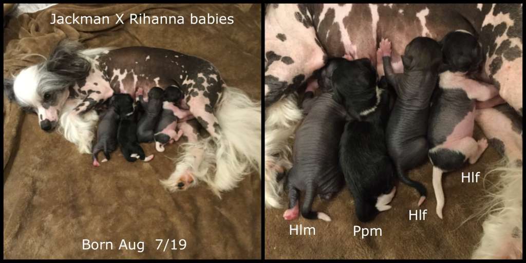 Sassytails Black Widow