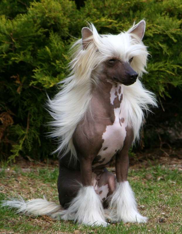 Whispering Lane Lady Marmelade