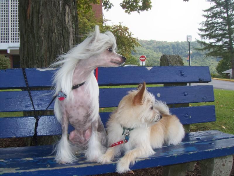 Faetura Black Mirror White Noise