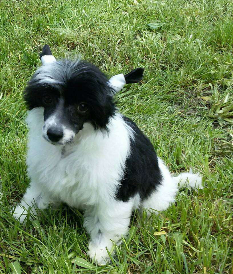 Black&Withe Border Doris