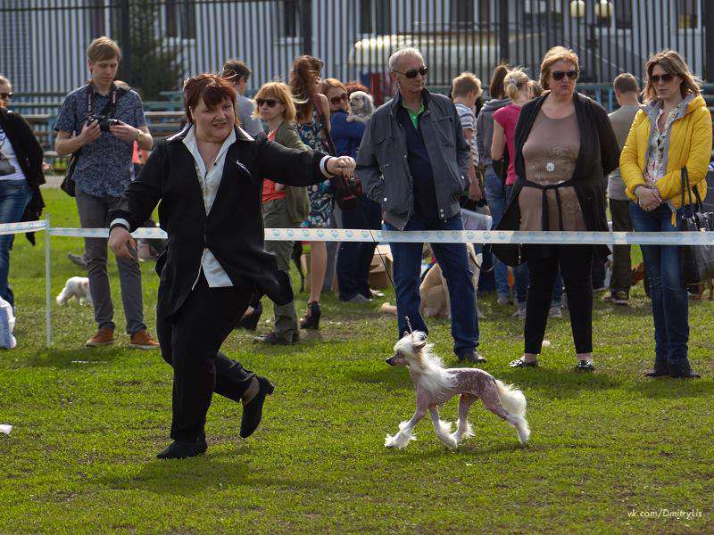 Zlato Dinastii Brabus Rocket Extreme