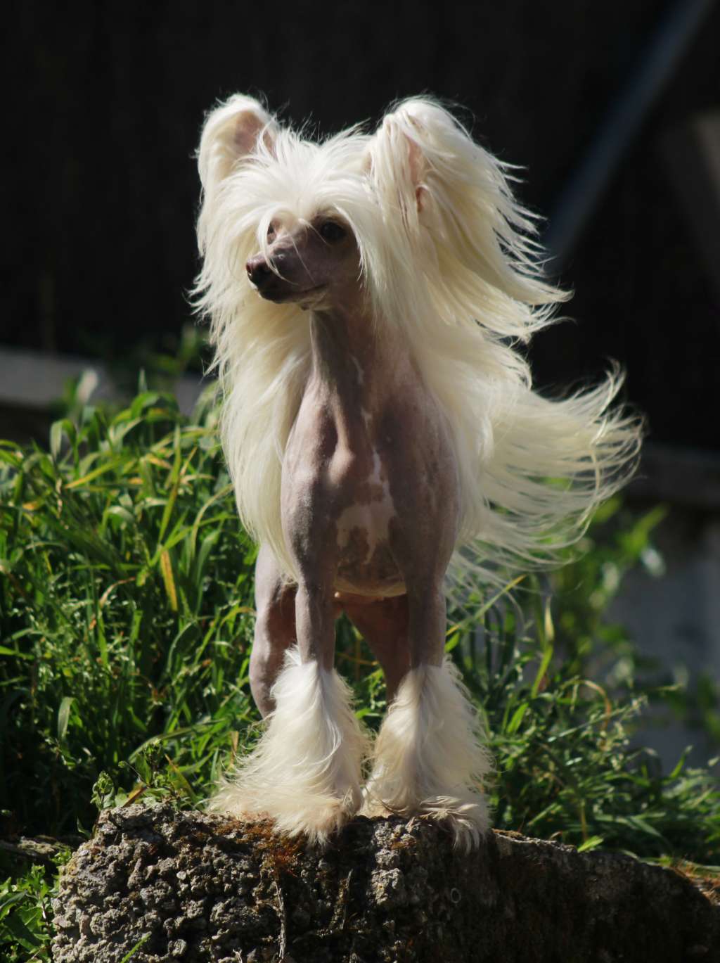 MultiJCh. iakarandas Gay Parade