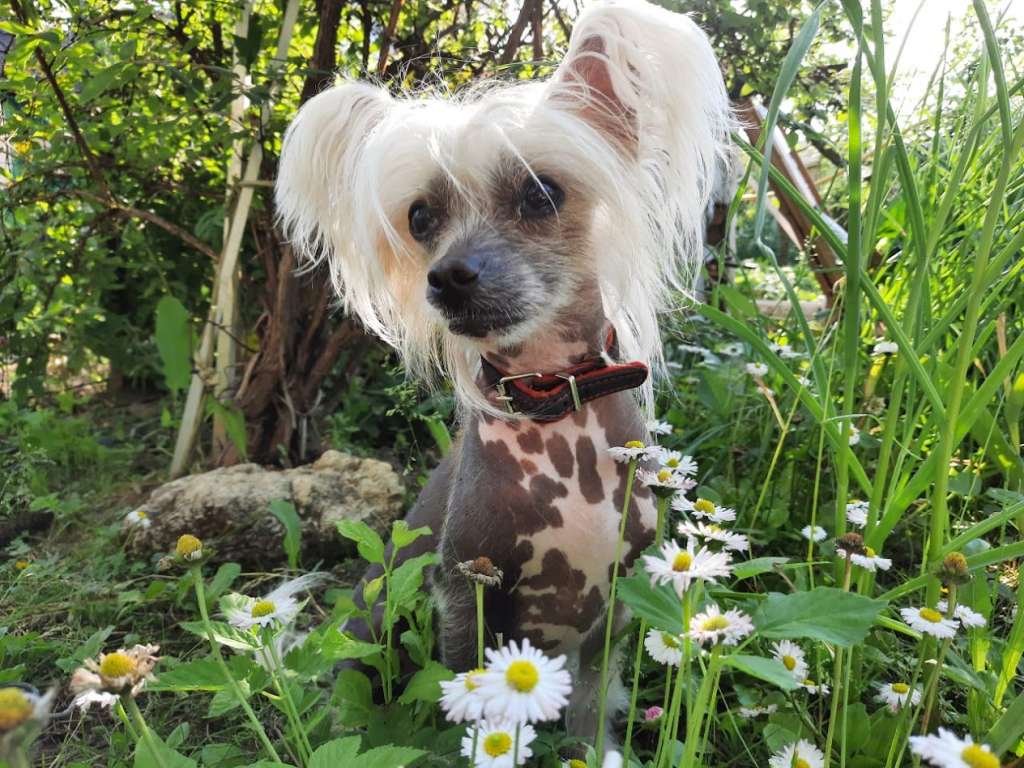 Show Galaktika  Dzintars