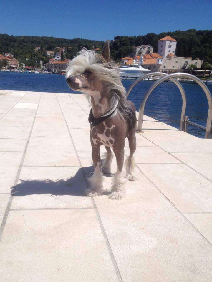 Ring rider Anubis dark horse