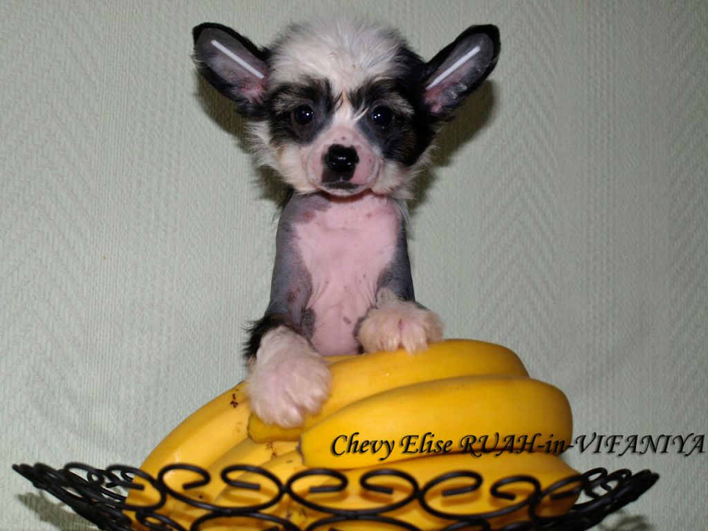 Chery Elise Ruah in Vifaniya