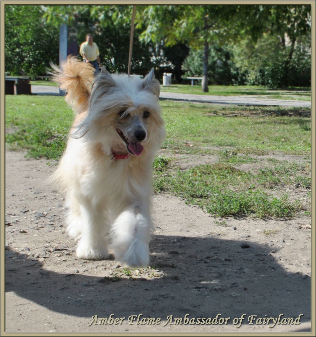 Amber Flame Ambassador of Fairyland