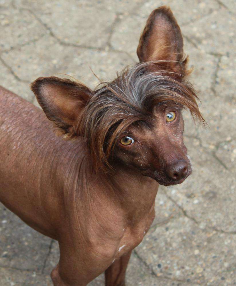 Absolutely mine Ayleen vom Elfental