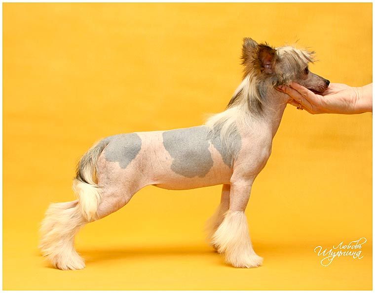 LoveMagic Carnival Pride