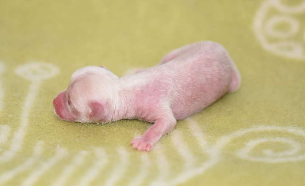 Royalette's Glam Rocker