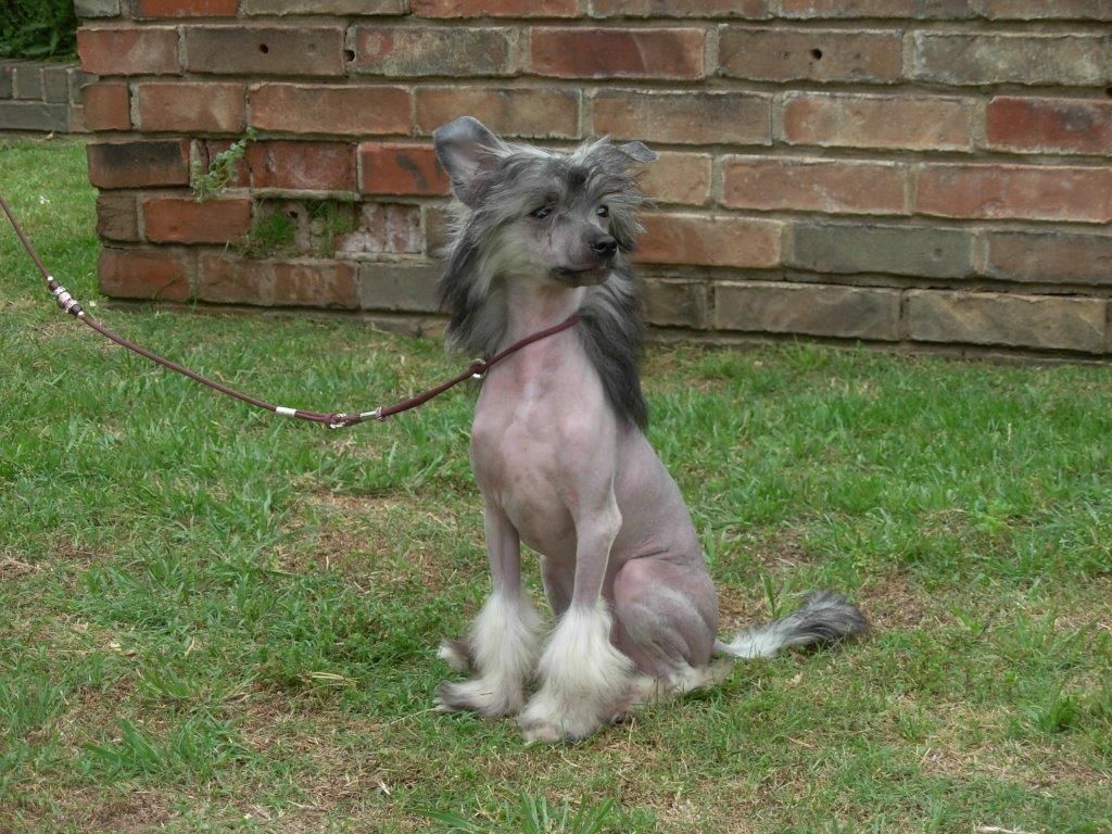 Cinondra's Dancing In The Moonlight