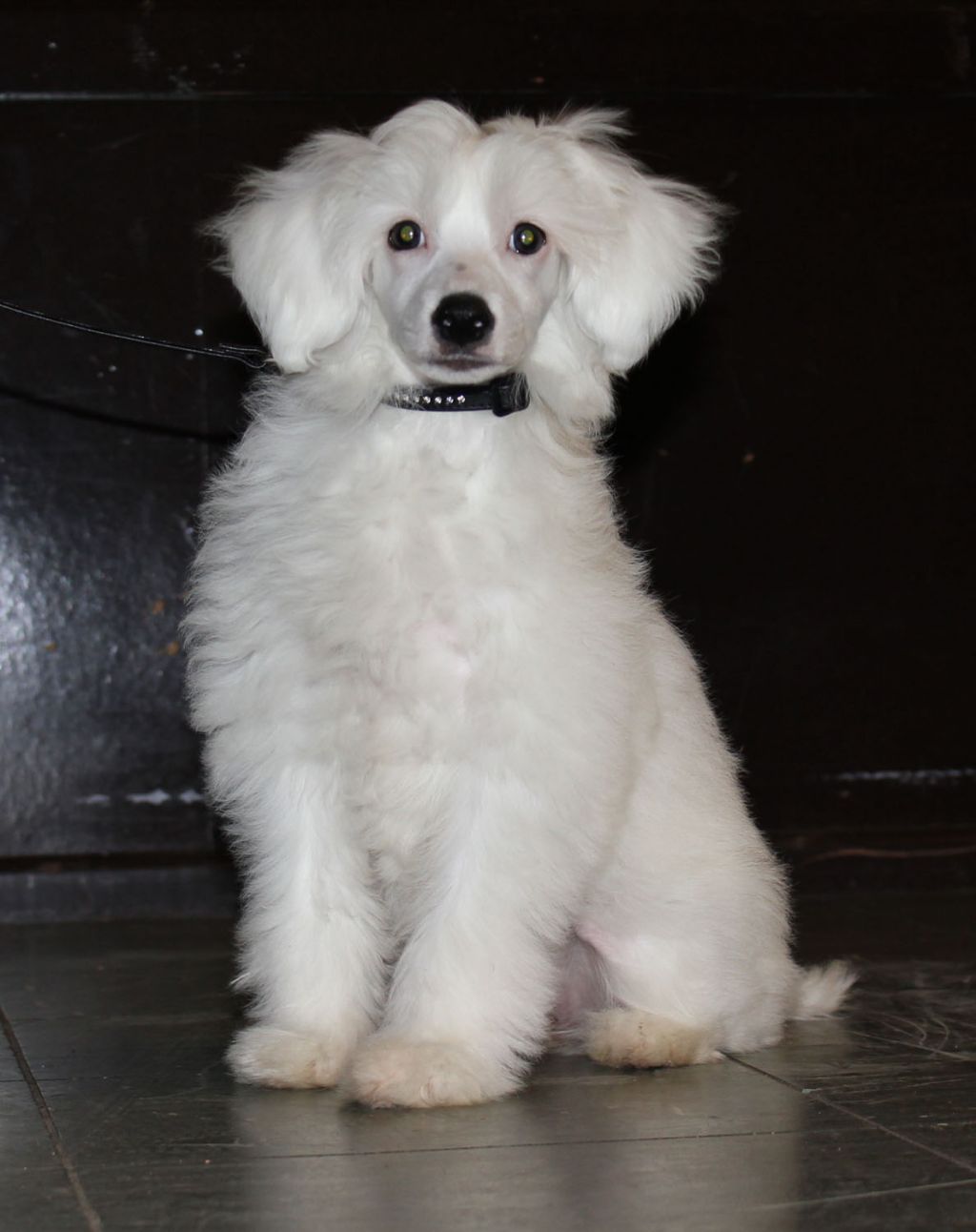 Zerachiel Rumour Has It I'm Bieshulanyou