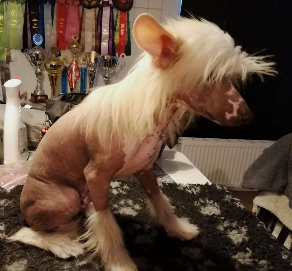 Beauty  Incomparable Xander.