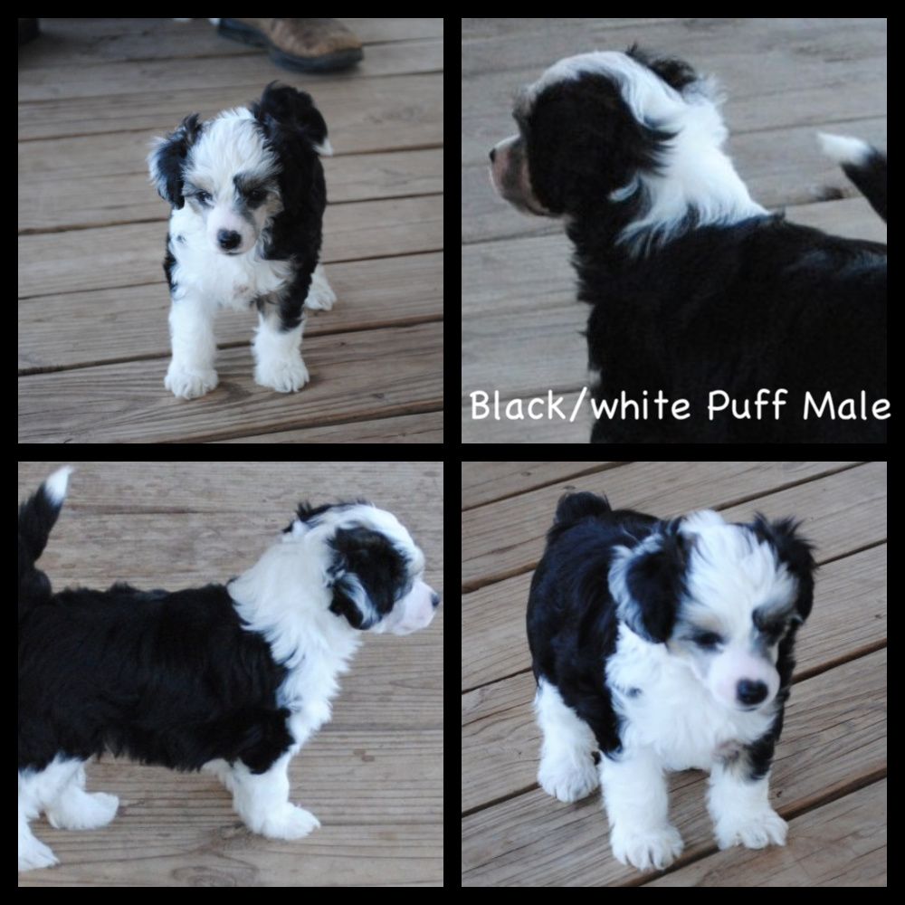 Carrera's Valor N Glory