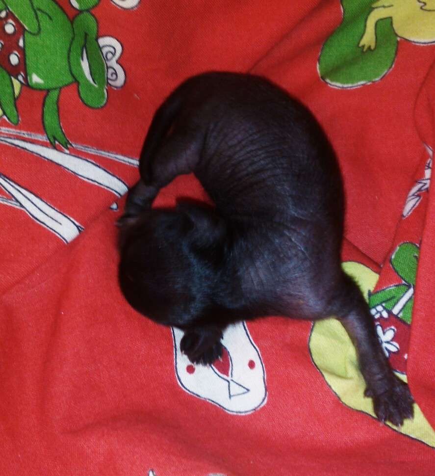 Star Show Bon Ami Gabbi