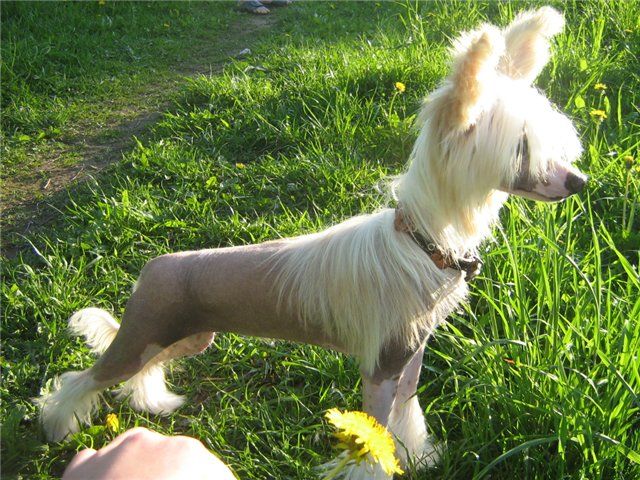 Orero Lovely Sheridan Poerty