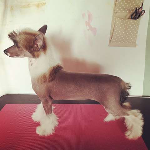 Amaretta  Winning Smile