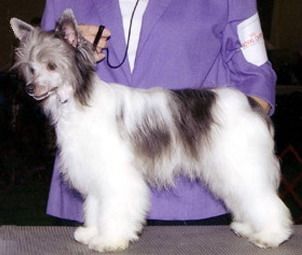 Jo-Bar's Pandora in ParaDice