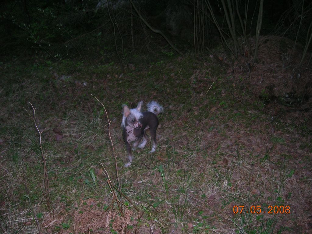 Tournais Angels Kissing Spring