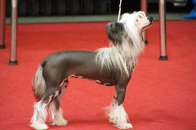 Charivari Highlight von Natelberg