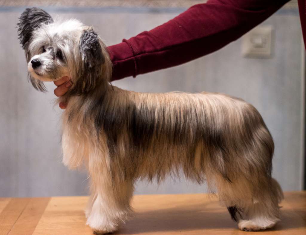 Yulilja Winter Night Fury