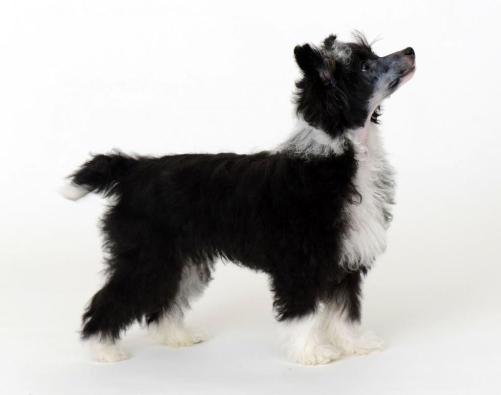 Sunstreaker On the double