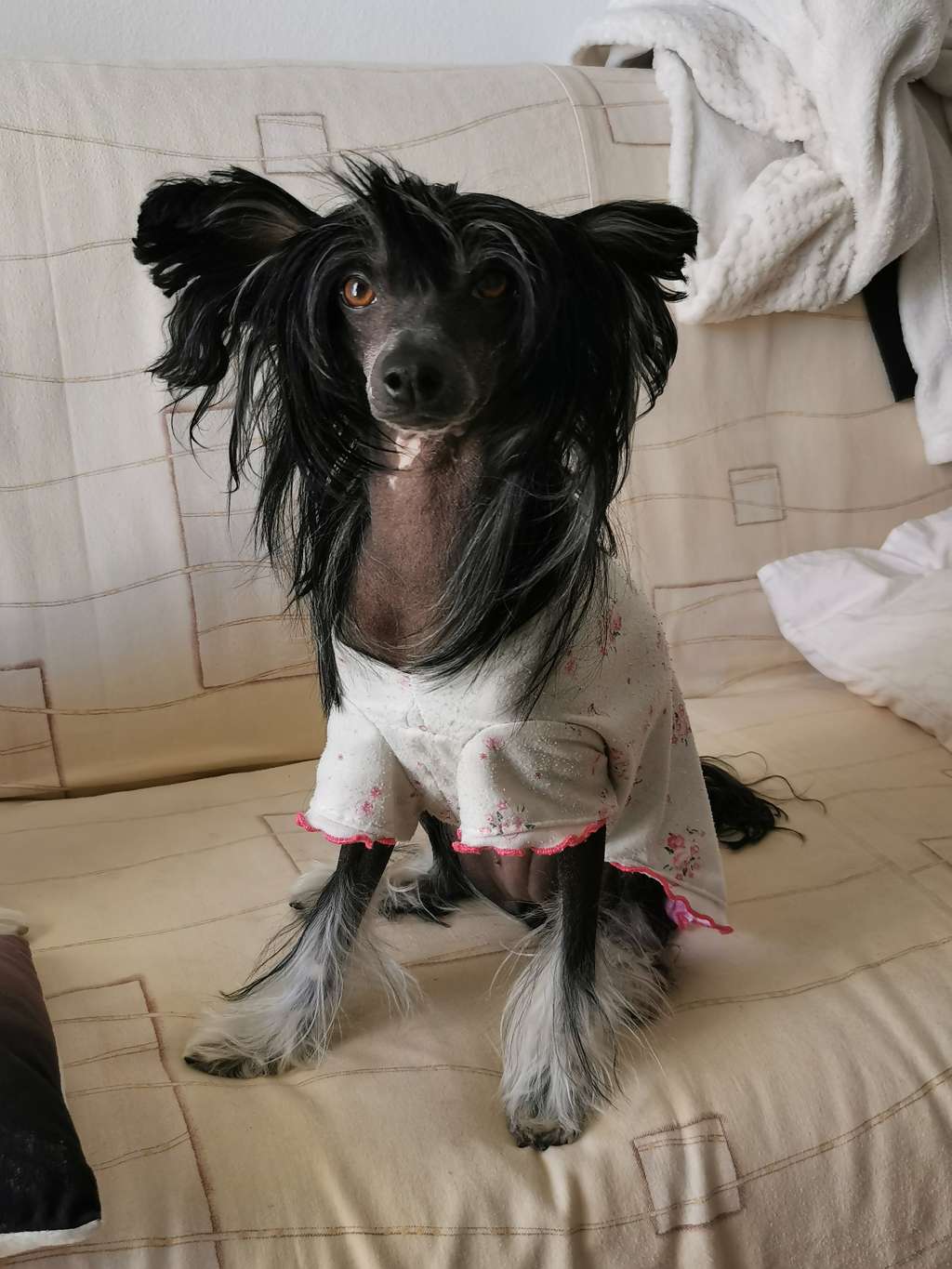 Fiery Fame Ultra Modern