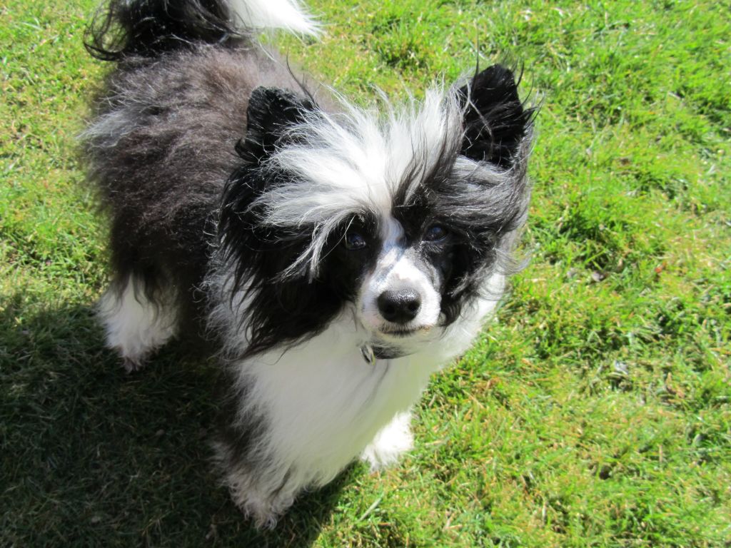 Nazeer von Shinbashi