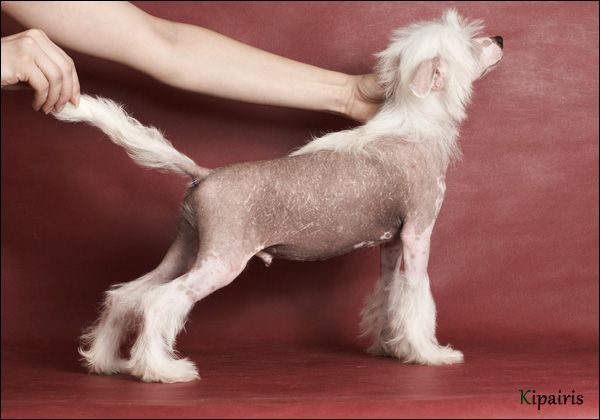 Apriori Vip Ahetaton