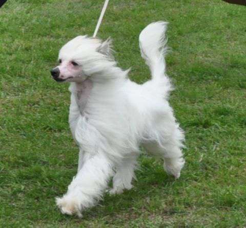 Falco Exotic World FCI