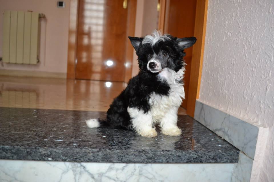 Nocilla de le Chien Bourjois