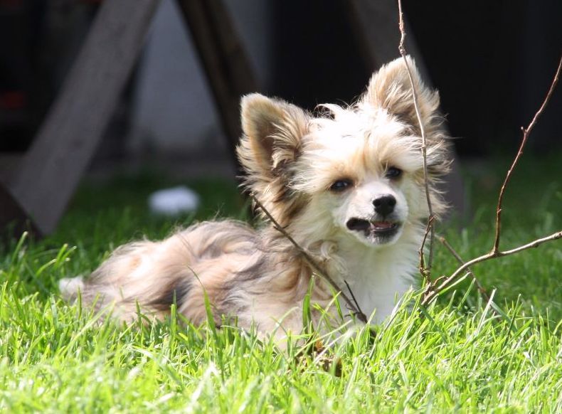 Be My Dog's Ylenia Bella