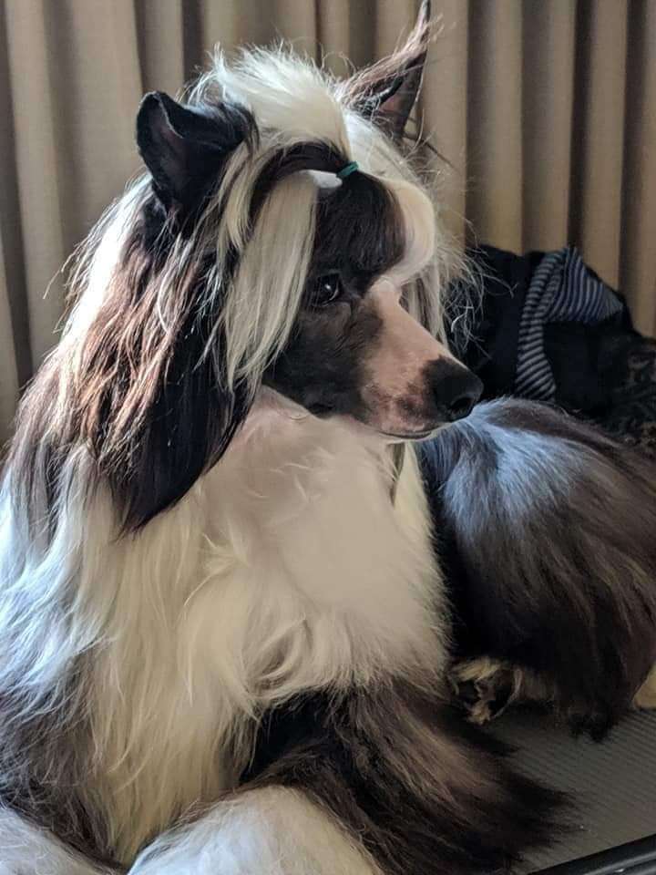 Denali's Mr. Sensational