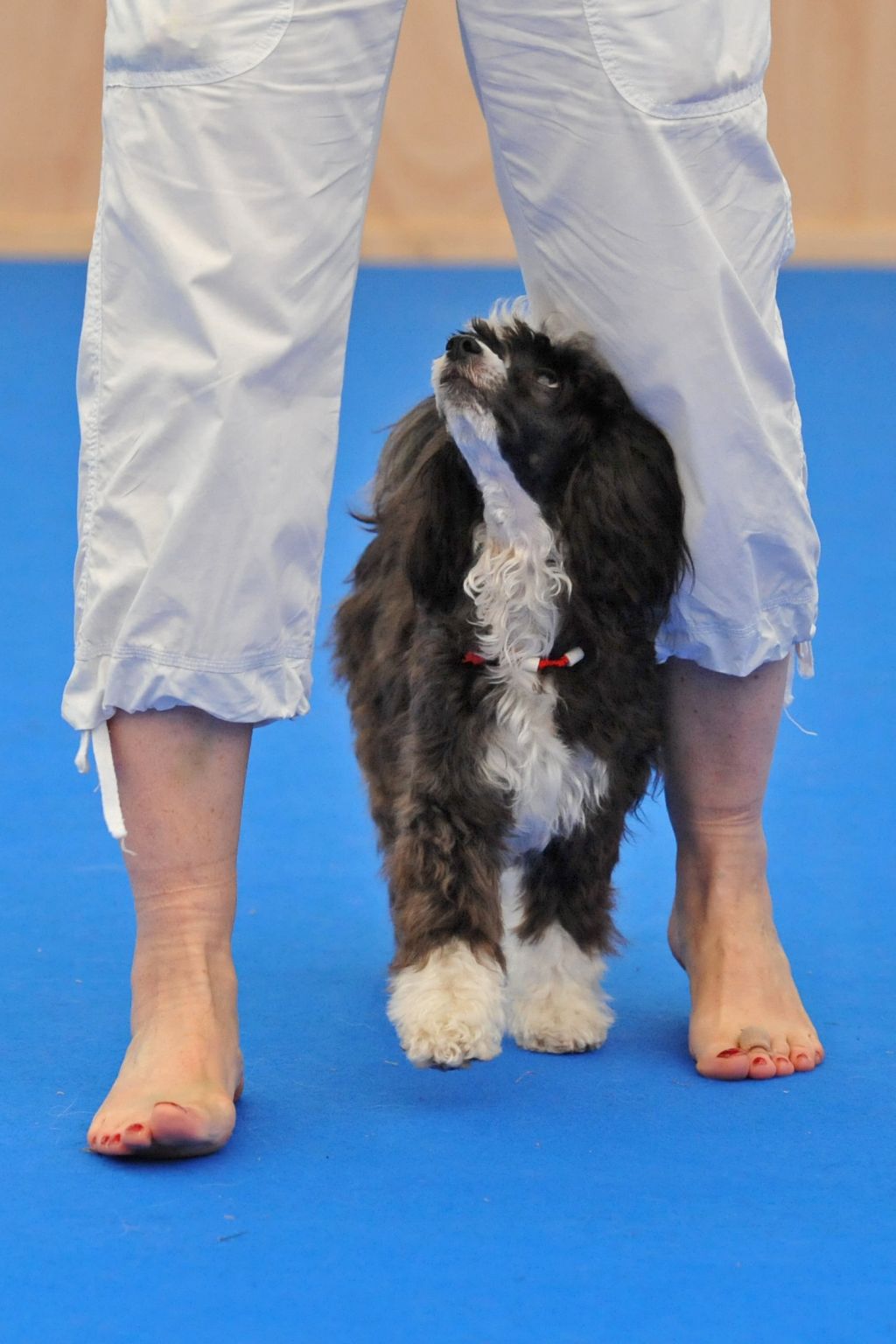 Olive Fantasy Island