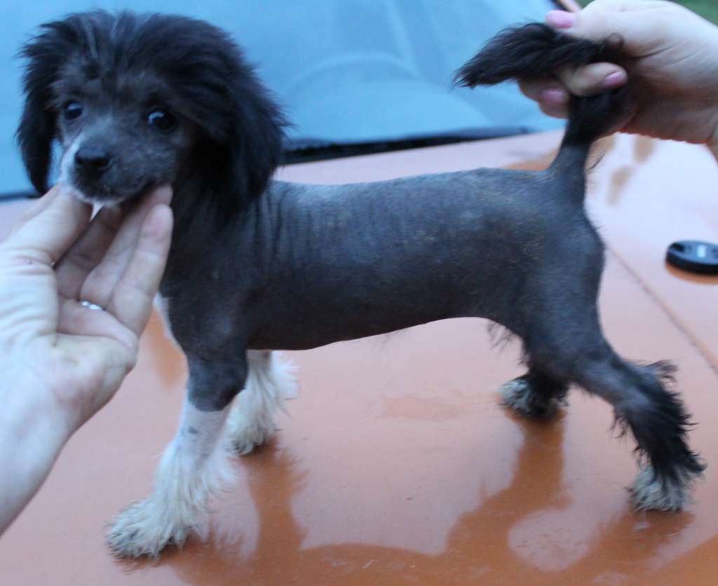 VII Peaks Iris Worth Taking