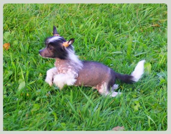 Jimmy vom Eifeldiamant