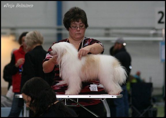 Sippelins I Can If I Will