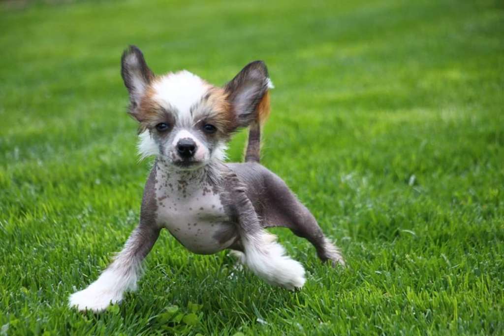 Licky Lips Lucky Star