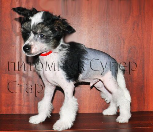 Super Star Lord Bayron