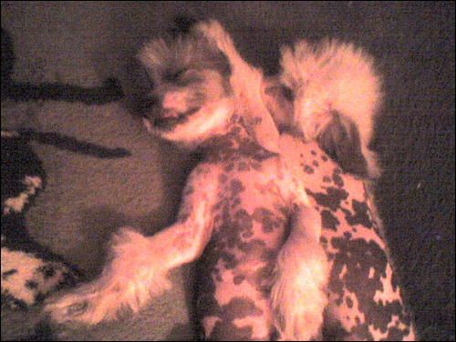 Americaz altered image