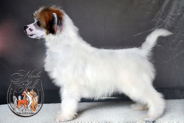 Ksolo Club Leslie Light Ray