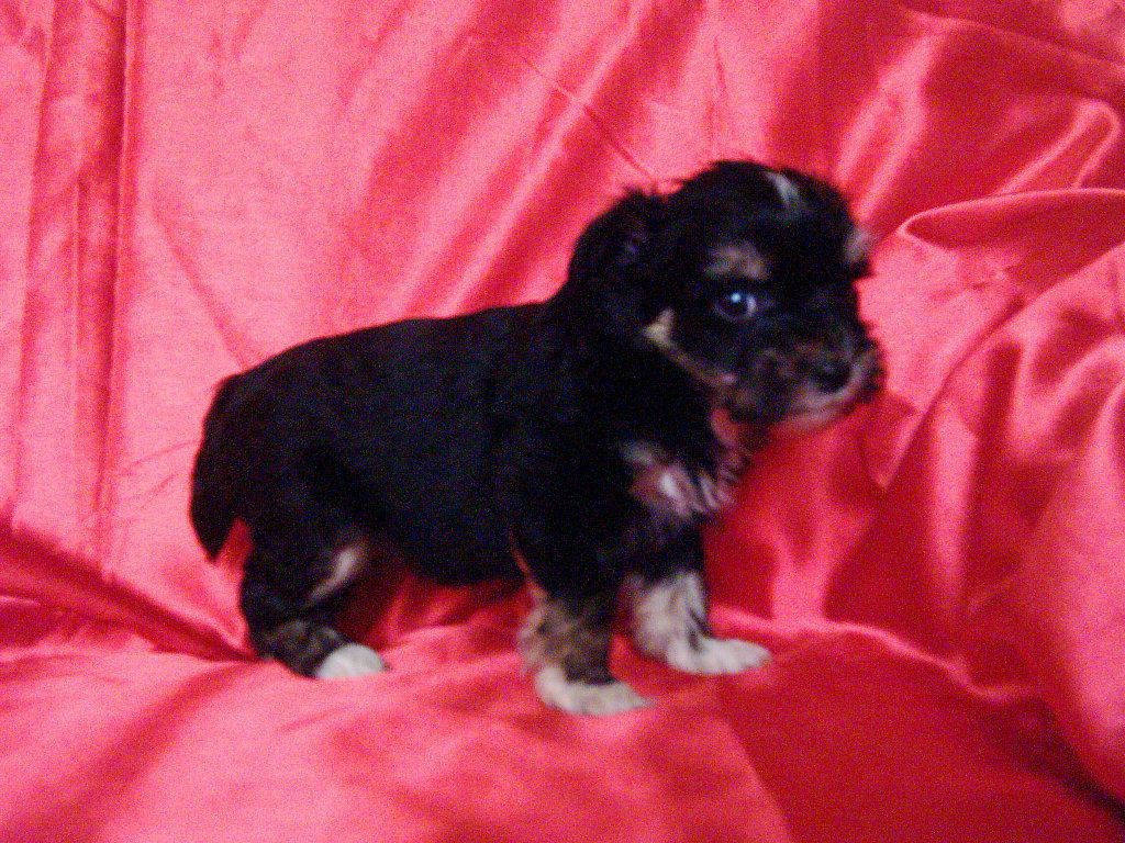 Happy Bodyguard von Hellmundin