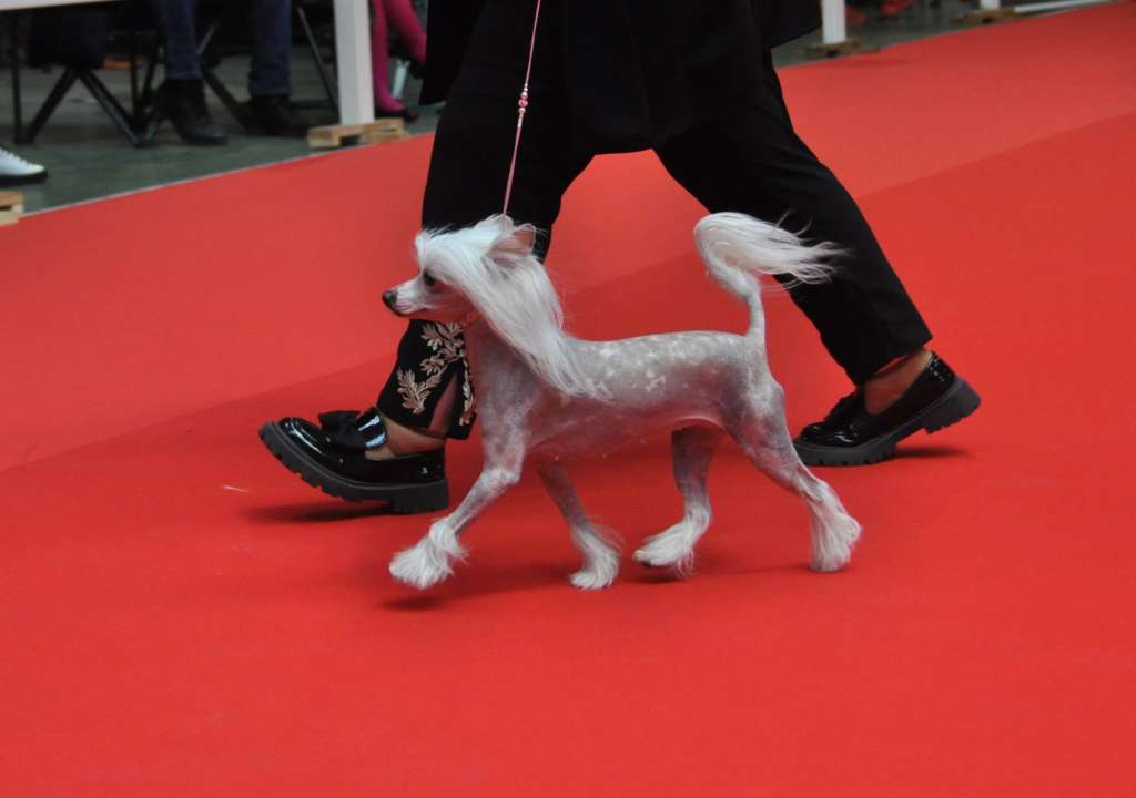 Une seule vie Little Champs