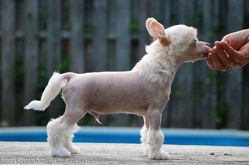 Stocky Rascals Tanquirai Tonic